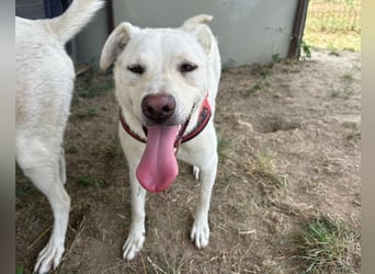 Jasmin- freundliche, menschenbezogene Labrador-Mix Hündin / zur Zeit noch in Rumänien