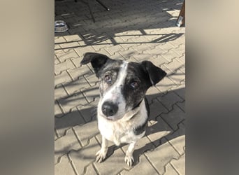 Molly - schon etwas älter aber bezaubernd