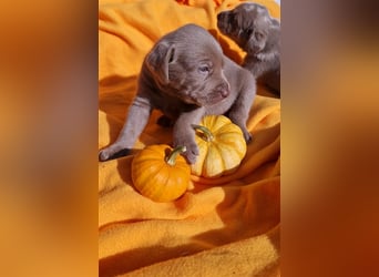 Aussiedor Labrador Australian Shepherd mit Ahnentafel