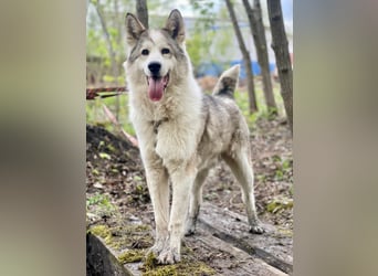 ALMAZ- sucht nette naturverbundene Familie