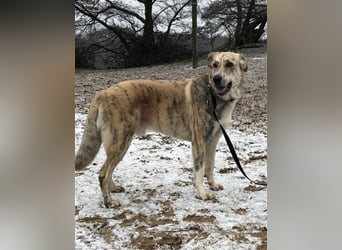 Balou wünscht sich aktive souveräne Menschen