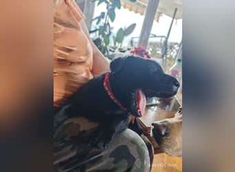 Welpe männlich rotes Halsband