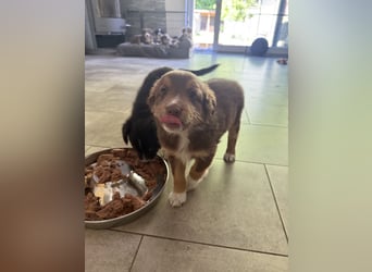 Mini Australien Shepherd Welpen suchen Traumzuhause