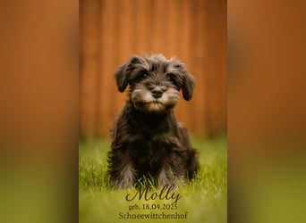 Molly - bezauberndes Zwergschnauzer- Mädchen sucht ab sofort ihr Für-Immer-Zuhause