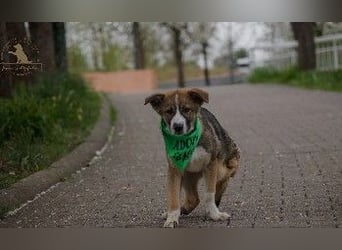 Sonnenschein Valentin sucht seine Familie