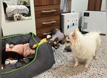 Lumi SR – kleine Hündin sucht ihr Für-immer-Zuhause