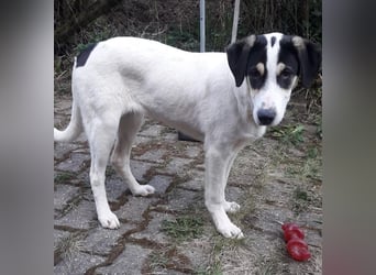 Frodo, bereits auf PS in DE, ist ein echter Hingucker und sucht ein wundervolles Zuhause!