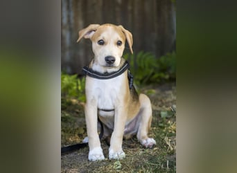 Bailey SI – 3 Jungs suchen ihr großes Abenteuer