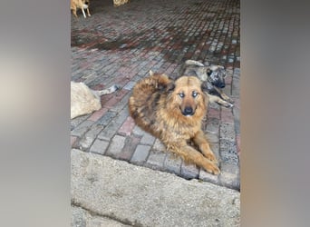 Boncuk sucht ein zu Hause