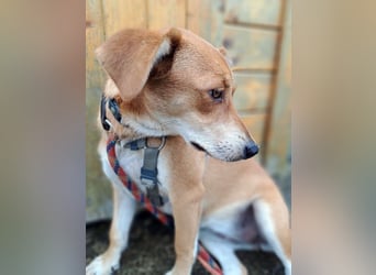 Walburga, !!! SOS !!!!  PS Oberkochen liebevolle, kleine Hündin sucht Ihr Körbchen
