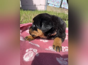 Reinrassige Rottweiler Welpen , Sportliche leistung Zucht