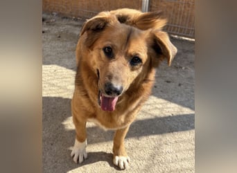 NALO, Rüde, 3,5 Jahre, 38cm, Mischling, Tierschutz