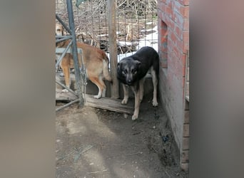 GREY, Hündin, 4 Jahre, 44 cm, Mischling, Tierschutz