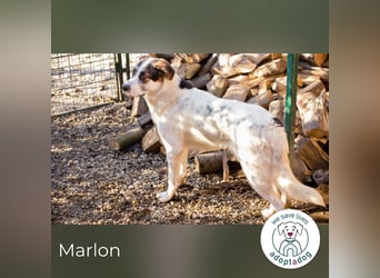Marlon: Fröhlicher und verspielter Rüde
