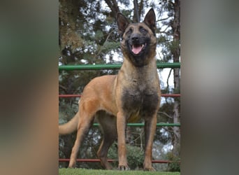 Shari - wunderschöne, aktive, freundliche Malinois-Hündin