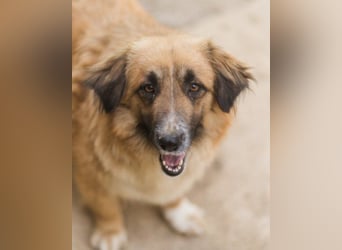 Goldschatz Grace sucht ihre Familie