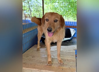 Kuckuck, wer schenkt Traumhund OLIVER ein liebevolles Zuhause?