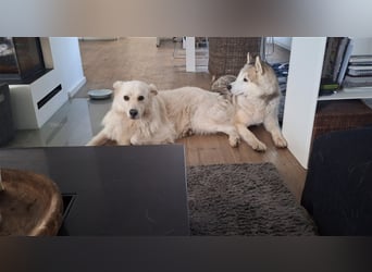 Alaskan Malamute oder Husky(?) sucht liebevolles und aktives Zuhause