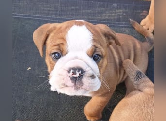Continental Bulldog Welpen