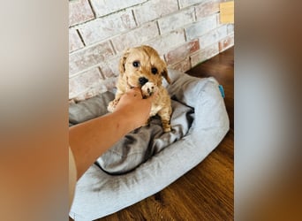Wunderschöne Maltipoo Welpen!!! (Malteser/Zwergpudel)