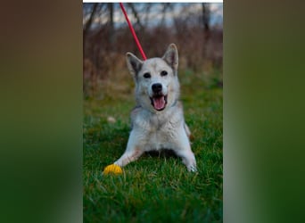Puca sucht ihr Zuhause ❤️