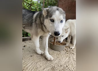 Lobo - wunderschöner Husky