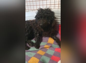 Guba-DG, Hütehund sucht Aufgabe!