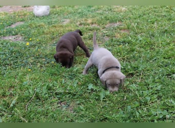 LABRADOR WELPEN Reinrassig mit Ahnentafel - GRAU und BRAUN - Beste Familienzucht