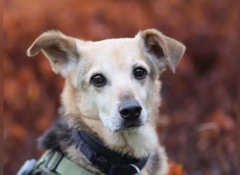 Rinky - sanfter Herzenshund sucht ein Happy End