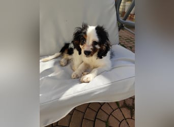 Welpe Vincent - Kleiner Hundebub sucht ein Zuhause für immer....