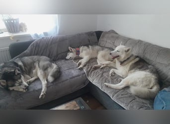 Lobo - traumhafter Charakter