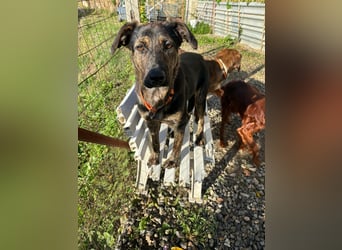 Rino – ein Seelchen von Hund