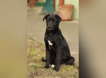 Hübscher Fido sucht seine Familie