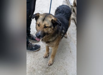 Schäferhund-Mix Loki - Rohdiamant sucht Zuhause