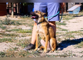 Cindy, Mix Schäferhund / Malinois, lieb und sozial