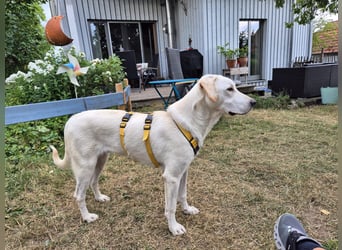 Wayne: Familienhund und treuer Begleiter