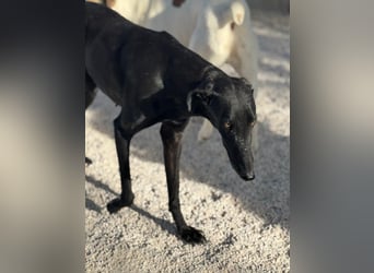Sombra, eine schwarze Schönheit