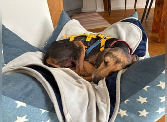 Jo:  Traumhund für Segugio-Freunde