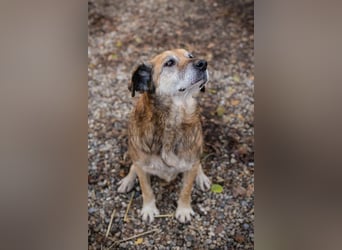 Mick: Sanfter Senior mit Charme