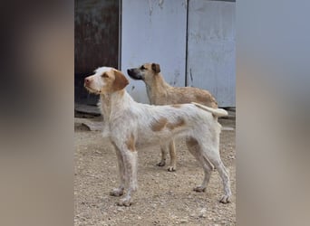 Zoe, eine wunderbare Familienhündin