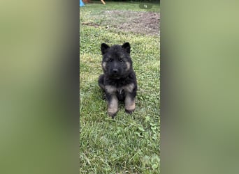Verkaufe Deutsche Schäferhundwelpen