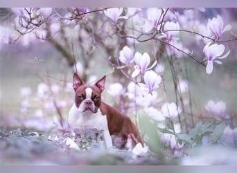 Boston Terrier 