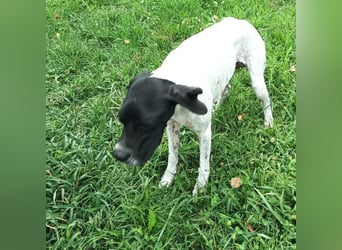 Kunta Kinte - ein ganz besonderer, freundlicher und gehorsamer Hund sucht ein liebevolles Zuhause