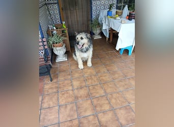 ROCKY-liebevoller, sanfter Riese in einem sehr guten Zuhause aufgewachsen