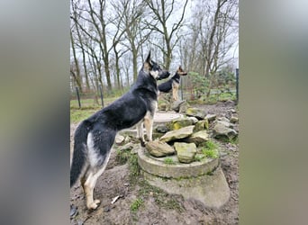 Osteuropäische Schäferhund Welpen