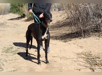 NORMA-klassische Galga: elegant, feinfühlig und voller innerer Stärke