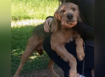 Rocky - endlich von der Kette befreit, möchte er jetzt bitte Familienhund werden