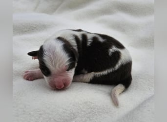 Border Collie Welpen