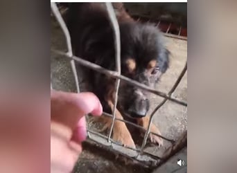 Fluffy Fellkugel Jack – sucht ein Zuhause für immer