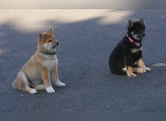 Erstklassige Shiba Inu Zucht in Sachsen